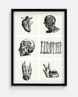 Human Anatomy I