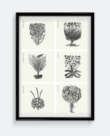 Herbs I