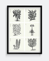 Herbs II