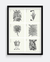 Herbs III